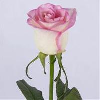 شاخه گل رز هلندی سفید و صورتی (سفید لب ماتیکی )