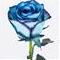 Dutch blue rose branch