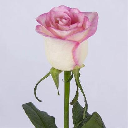 White and pink Dutch rose branch (matiki lip white)